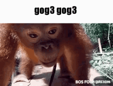 Gog Gog3 GIF - Gog Gog3 Meme Monkey GIFs
