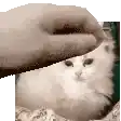 a person is petting a white fluffy cat with their hand .