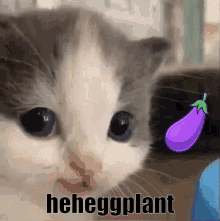 Hehe Eggplant GIF - Hehe Eggplant Hehe Cat GIFs