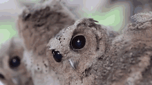 Confused. So Confused. GIF - Owls Huh Confused GIFs