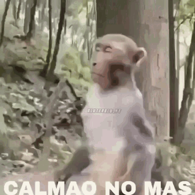 Monkey Calm GIF - Monkey Calm - Discover & Share GIFs