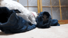Come Out And Play! GIF - Cat Sleeve Play GIFs