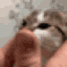 Lorin Cat GIF - Lorin Cat Pet GIFs