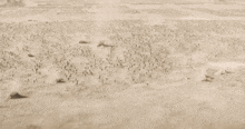 Sandworm Dune Shai Hulud GIF - Sandworm Dune Shai Hulud Worm Dune GIFs