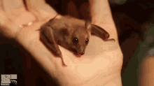 animals bat baby fruit bat hand