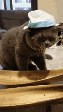Cat Hat GIF - Cat Hat British Shorthair GIFs
