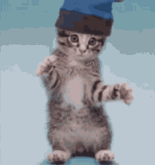 Funny Cat GIF - Funny Cat Dance GIFs