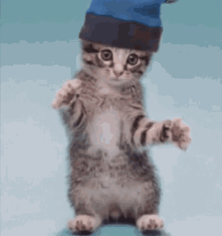 Funny Cat GIF - Funny Cat Dance - Discover & Share GIFs