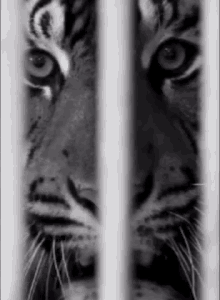 Tiger Roar GIF - Tiger Roar Grin GIFs
