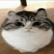 a close up of a cat 's face sitting on the floor looking at the camera .