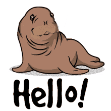 hello wave hi wats up seal