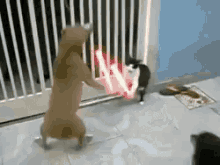 Cat Dogs GIF - Cat Dogs Fighting GIFs