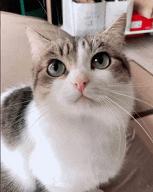 Dord Cat GIF - Dord Cat Ece220 GIFs
