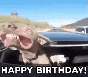 happy birthday meme dog