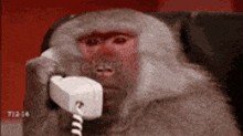 a monkey is sitting in a chair talking on a phone