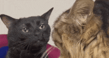 Dissociated Cat GIF - Dissociated Cat GIFs