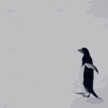 moving penguin