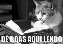 Lendo Gato Livro Deboas GIF - Reading Cat Book GIFs