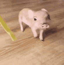 Pig Adorable GIF