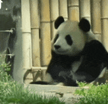 Panda Huahuapanda GIF - Panda Huahuapanda Feiyunpanda GIFs
