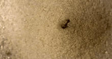 Ant Fling GIF - Ant Fling Fly GIFs