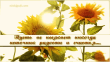 желаю_счастья подсолнухи GIF - желаю_счастья подсолнухи Sunflower GIFs