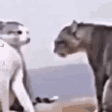 Cats Fighting GIF - Cats Fighting Funny GIFs