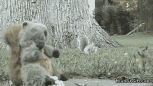 Squirrel Attack GIF