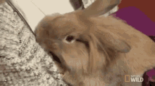 Bunny Snuggles GIF - Nat Geo Dr K Exotic Animal Er GIFs