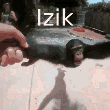 Izik Monkey GIF
