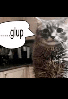 a cat with a white speech bubble that says glup