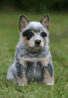 a blue and brown puppy is sitting in the grass looking at the camera .