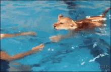 Lion Cat Swimming GIF - Lion Cat Swimming Lion Swimming GIFs