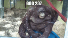 Gog Monkey GIF - Gog Monkey Monke GIFs