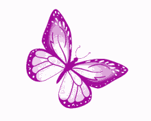 butterfly purple butterfly freedom pretty nature