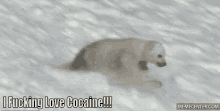 Cocaine Bear GIF - Cocaine Bear Polar GIFs