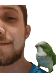 ouch bite ear bite hurt parrot