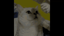 Pet Cat Cat Funny Kitty Hlsfx Roblox Snus Aftercorvus Alexandrblaxx GIF - Pet Cat Cat Funny Kitty Hlsfx Roblox Snus Aftercorvus Alexandrblaxx GIFs