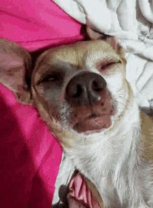 Go To Sleep Stare GIF - Go To Sleep Stare Dog GIFs
