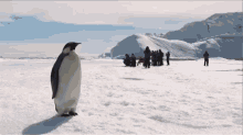 Look Over There! Now Over There!  GIF - Penguin Stretch Antarctic GIFs