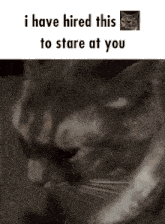 Cat Stare Staring GIF