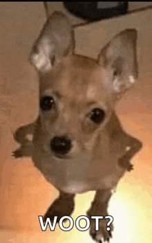 Hantalcord Dog GIF - Hantalcord Dog Crossed Arms GIFs