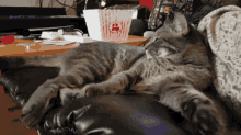 Sleepycat Kitty GIF - Sleepycat Cat Kitty GIFs