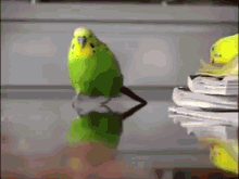 Kuş GIF - Kuş GIFs