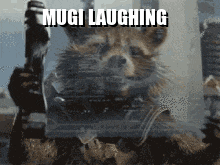Mugi Raccoon Mugi Laughing GIF