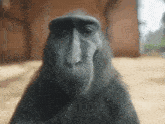 a close up of a monkey 's face with a beard