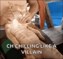 relax cat massage chilling like a villain
