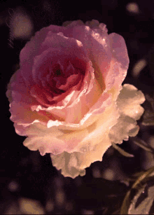 Beautiful Rose Romantic GIF