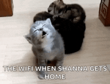 a group of cats sitting on top of each other with the words the wifi when shanna gets home written on the bottom