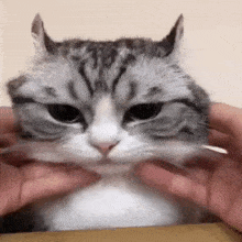 a gray and white cat is being held by a person .